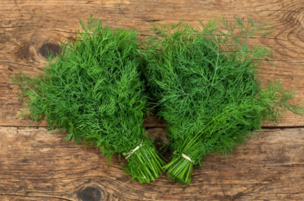 Sebze Dere Otu Tohum 100 Tohum + Saksı + Toprak + Hediye Tohum - Resim 2