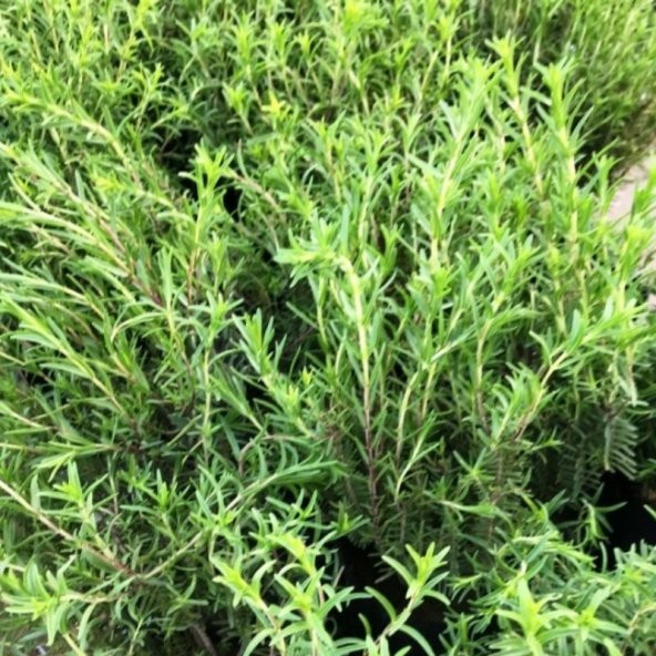 Kekik Tohumu Aromatik Dağ Kekiği tohumu 20 Tohum+Saksı+Toprak+Hed - 2