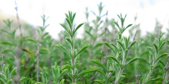 Kekik Tohumu Aromatik Dağ Kekiği tohumu 20 Tohum+Saksı+Toprak+Hed - 3