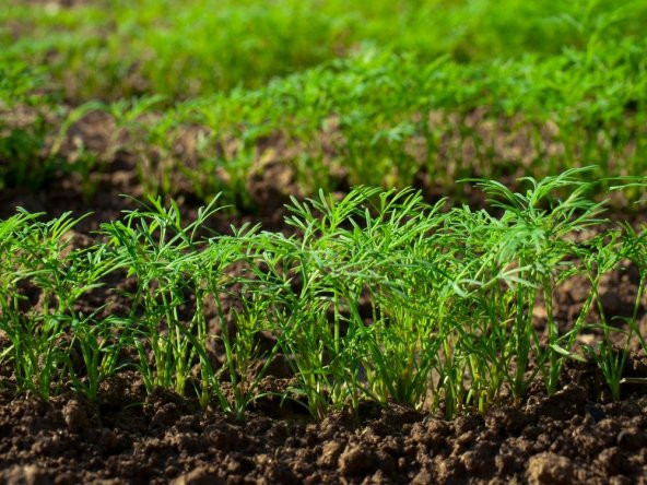 Sebze Dere Otu Tohum 100 Tohum + Saksı + Toprak + Hediye Tohum - Resim 3