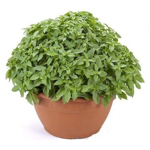 Eko Paket Top Reyhan Çiçeği tohumu Fesleğen Tohumu 80 Tohum+Hediy ürün görseli