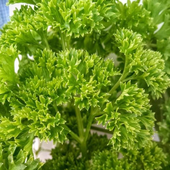 Kıvırcık Maydonaz Tohumu 250 Adet Tohum + Saksı +Toprak+Hediye To - Resim 2