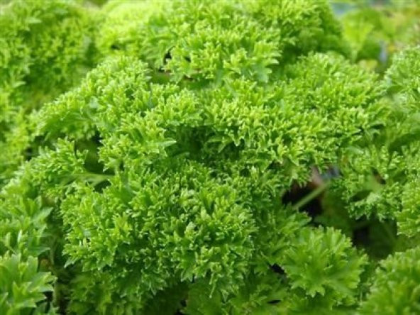 Kıvırcık Maydonaz Tohumu 250 Adet Tohum + Saksı +Toprak+Hediye To - Resim 3