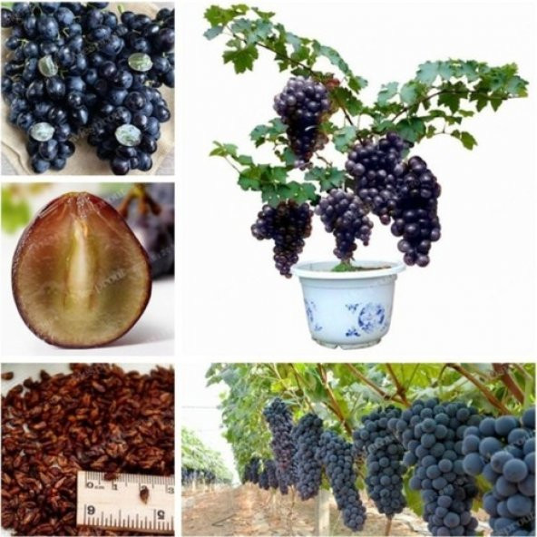Bodur Siyah Üzüm Bonsai Ağacı Tohumu 5 Tohum+Saksı+Toprak+Hediye - 2