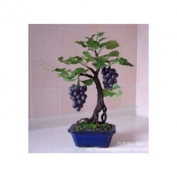 Bodur Siyah Üzüm Bonsai Ağacı Tohumu 5 Tohum+Saksı+Toprak+Hediye - 3