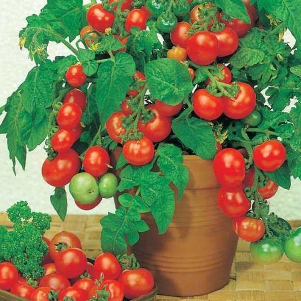 Cherry Domates Tohumu Saksılık 10 Tohum SaksıToprakHediye Tohu - 3