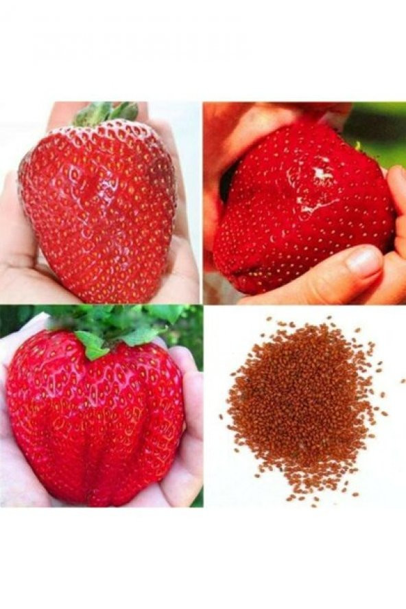 Dev Çilek Tohumu Yediveren Çileği 10 Tohum+Saksı+Toprak+Hediye To - Resim 3
