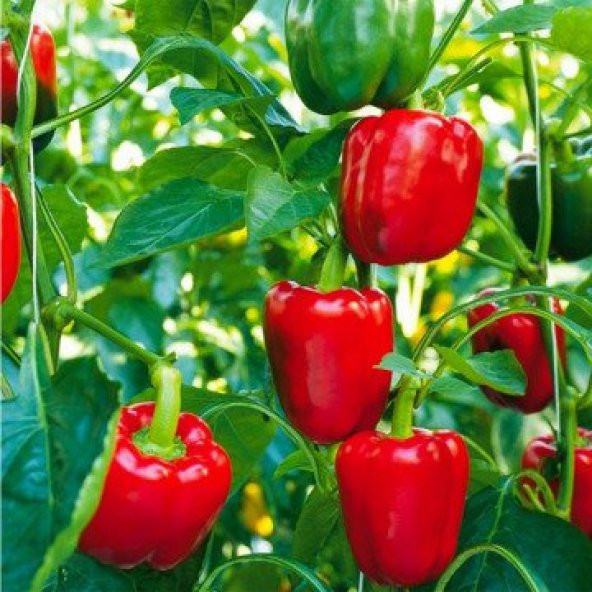 Kırmızı Acı Dolmalık Biber Tohumu 15 Tohum +Saksı+Toprak+Hediye T - Resim 2