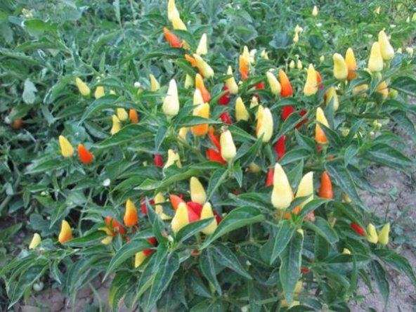 Biberiye Biber Tohumu Fındık Biber 25 Tohum+Saksı+Toprak+Hediye T - Resim 3