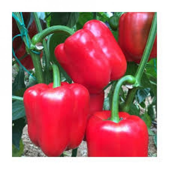 Kırmızı Acı Dolmalık Biber Tohumu 15 Tohum +Saksı+Toprak+Hediye T - Resim 3