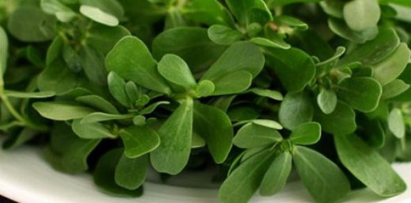 Semiz Otu Tohumu 100 Tohum + Saksı + Toprak+Hediye Tohum - Resim 2