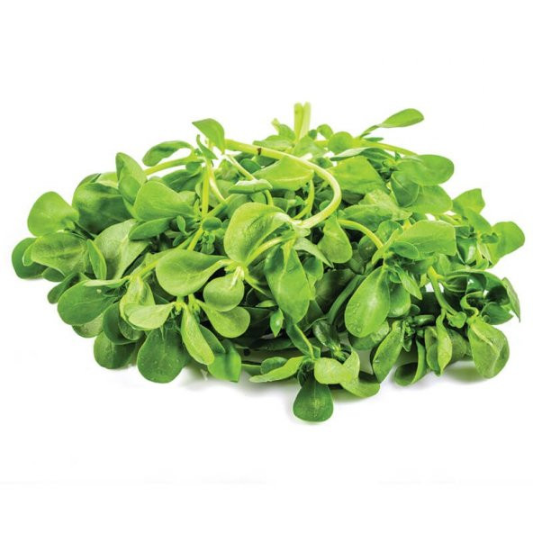 Semiz Otu Tohumu 100 Tohum + Saksı + Toprak+Hediye Tohum - Resim 3