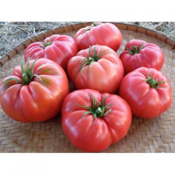 İri Mis Kokulu Yerli Tarla Domatesi Tohumu 25 Tohum Saksı+Toprak - 1