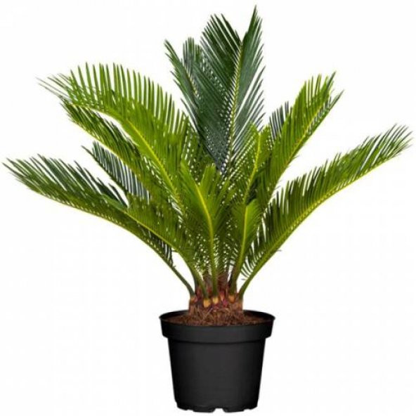 Cycas Ağacı Tohumu Revoluta Süs Ağacı 3 Tohum+ Saksı+Toprak+Hediy - 2