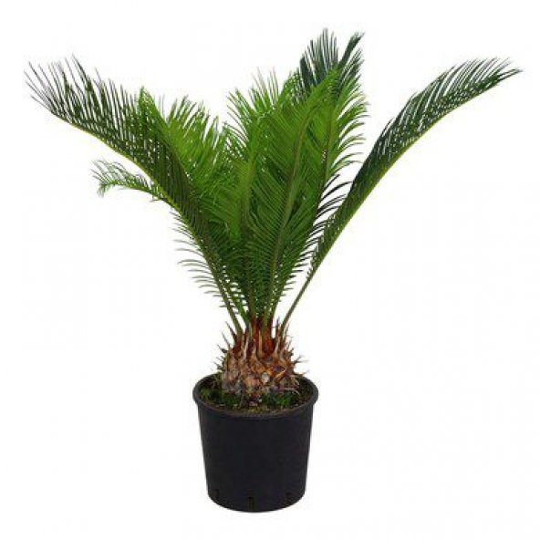 Cycas Ağacı Tohumu Revoluta Süs Ağacı 3 Tohum+ Saksı+Toprak+Hediy - 3