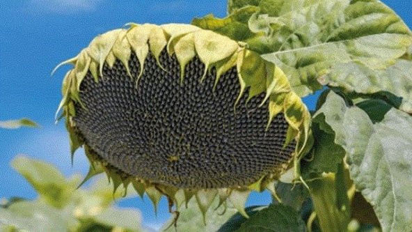 Ay Çekirdeği Çiğdem Güne Bakan Tohumu 15 Tohum + Saksı + Toprak + - Resim 2