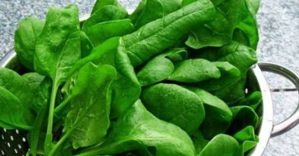 Eko Paket Yerli İri Boy Geniş Yapraklı Tere Tohumu 500 Tohum+Hedi - Resim 2