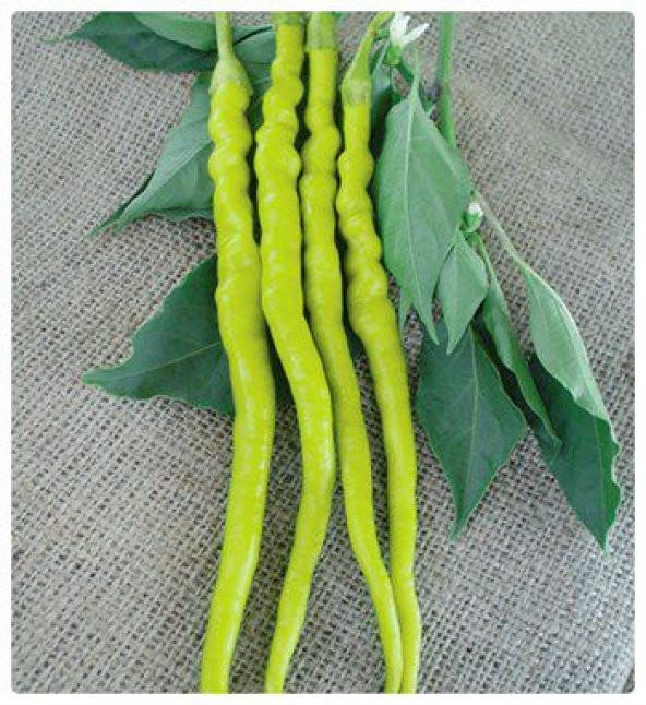 Sarı Tatlı Sivri Çorbacı Biber Tohumu 25 Tohum+Saksı+Toprak+Hediy ürün görseli