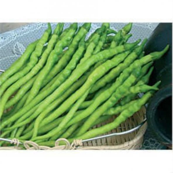 Tatlı Burkalem Bİber Tohumu 25 Tohum+Saksı+Toprak+Hediye Tohumu ürün görseli 1