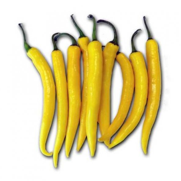 Golden Acı Cayenne Biber Tohumu 20 Tohum + Saksı+ Toprak+Hediye T