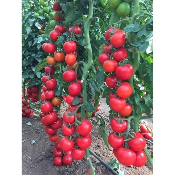 Sırık Domates Tohumu 5 Tohum +Saksı + Toprak Hediye Tohum - Resim 3