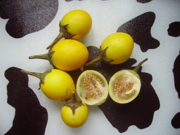 Mini Sarı patlıcan Tohum Thayland Patlıcanı 5 tohum +Hediye Tohum ürün görseli 1