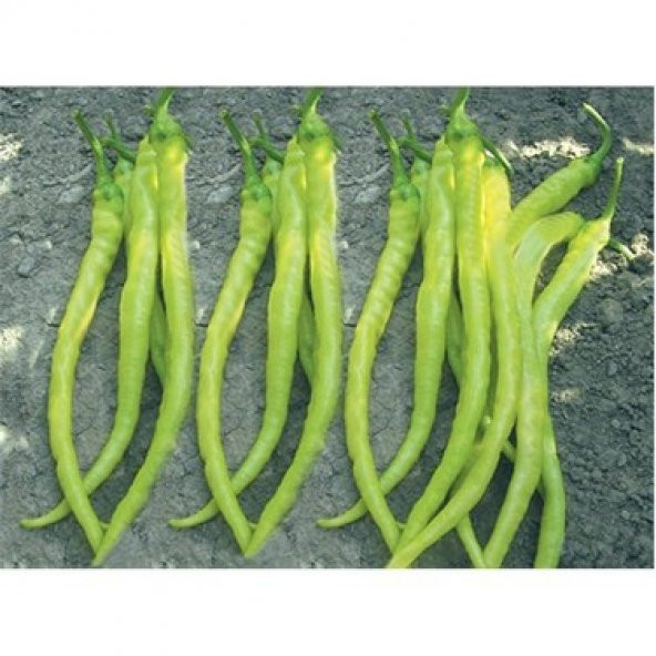 Sarı Tatlı Sivri Çorbacı Biber Tohumu 25 Tohum+Saksı+Toprak+Hediy - Resim 3