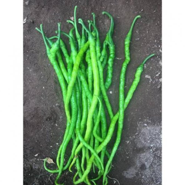 Tatlı Burkalem Bİber Tohumu 25 Tohum+Saksı+Toprak+Hediye Tohumu - Resim 3