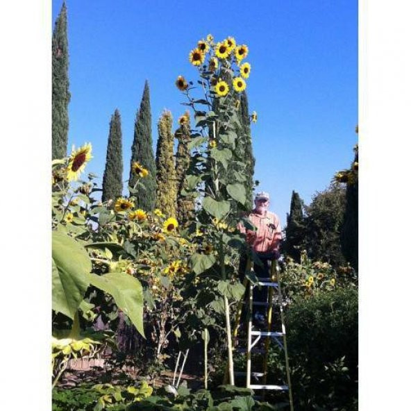 Dev Ayçiçeği Tohum Ayçiçeği Tohumu 5 Tohum+ Saksı +Toprak+Hediye - Resim 7