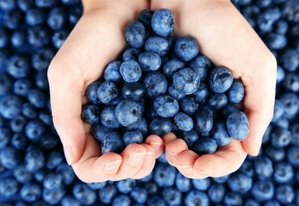 Yaban Mersini Tohumu Blueberry Tohumu 10 Tohum + Saksı + Toprak + - 1