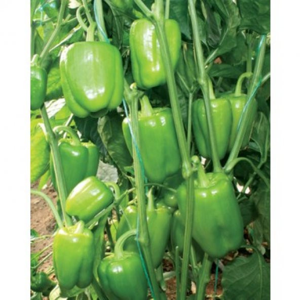 Eko Paket Dolmalık Meşhur Antep Biberi Tohumu 65 Tohum+Hediiye To - Resim 2