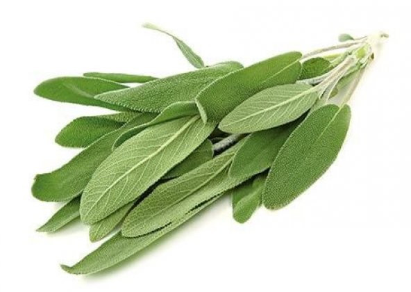 Ada Çayı Tohumu Dağ Çayı Tohumu Çay Tohumu 10 Tohumu+Hediye Tohum