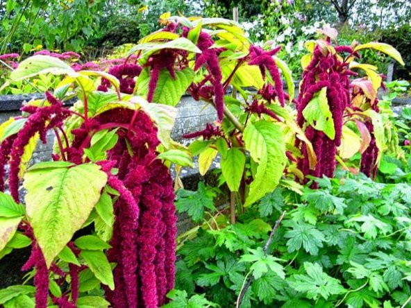 Tilki Kuyruğu Çiçeği tohumu Çiçek Tohumu 10 Adet Tohum+Hediye Toh ürün görseli