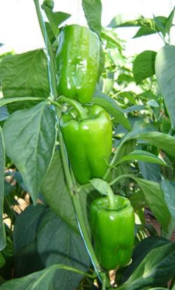 Eko Paket Dolmalık Meşhur Antep Biberi Tohumu 65 Tohum+Hediiye To - Resim 3