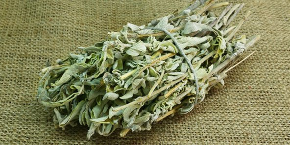 Ada Çayı Tohumu Dağ Çayı Tohumu Çay Tohumu 10 Tohumu+Hediye Tohum - 4