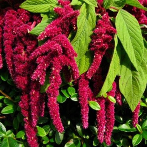 Tilki Kuyruğu Çiçeği tohumu Çiçek Tohumu 10 Adet Tohum+Hediye Toh - Resim 3