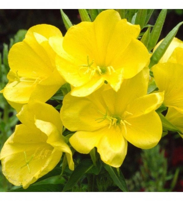 Ezan Çiçeği Tohumu Çiçek Tohumu 10 Tohum+ Saksı + Toprak +Hediye ürün görseli