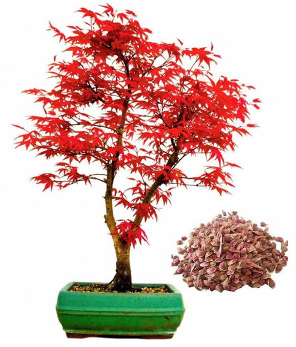 Kırmızı Acer Rubrum Bonsai Ağacı Tohumu Red Maple Tohum+Hediye To - Resim 5