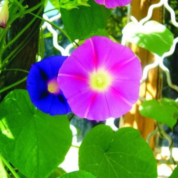 Sarmaşık Çiçeği Tohumu Karışık Çiçek Tohumu 10 Tohum +Hediye Tohu - Resim 2