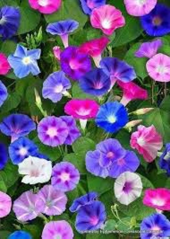 İthal Sarmaşık Gündüz güzeli Çiçeği Tohumu 10 TohumSaksı Toprak ürün görseli 1