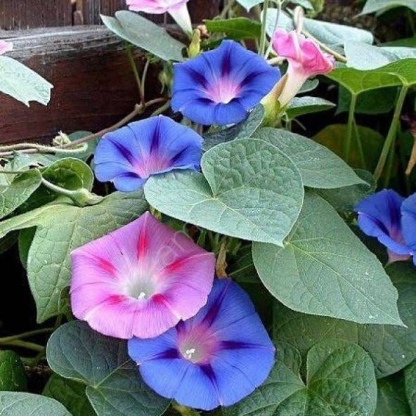 Sarmaşık Çiçeği Tohumu Karışık Çiçek Tohumu 10 Tohum +Hediye Tohu - Resim 3