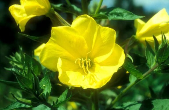 Ezan Çiçeği Tohumu Çiçek Tohumu 10 Tohum+ Saksı + Toprak +Hediye - Resim 2