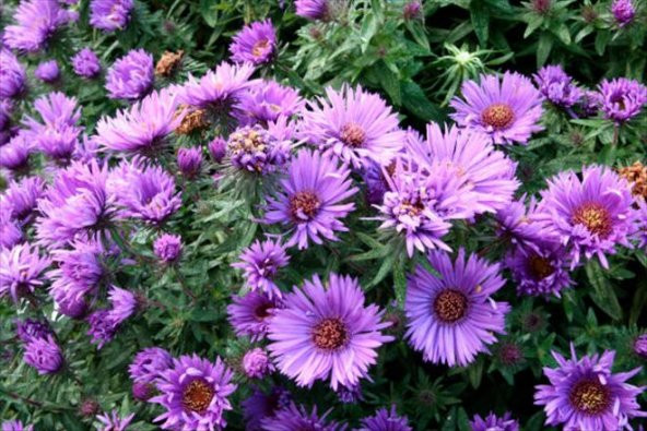 Aster Çiçeği Tohumu Çiçek Tohumu 15 Adet Tohum +Hediye Tohum - Resim 3