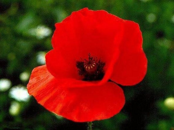 Kırmızı Gelincik Çiçeği Tohumu Çiçek Tohumu 25 Adet Tohum +Hediye - Resim 2