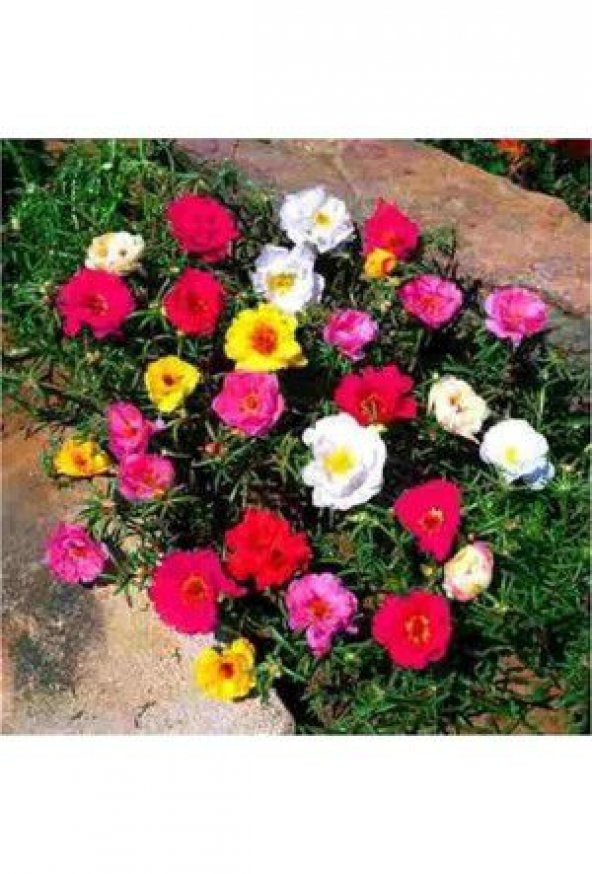 İpek Şellaki Çiçeği Tohumu Çiçek Tohumu 10 TohumSaksıToprakHed - Resim 3