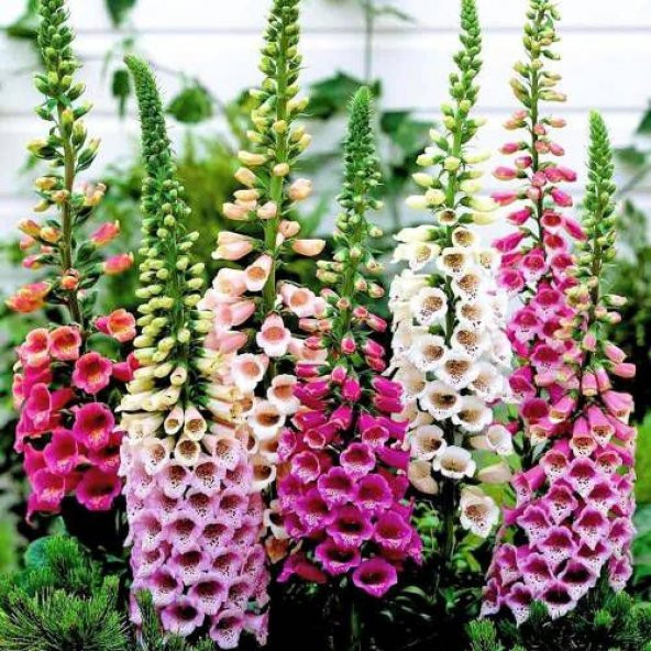 Karışık Yüksük Otu Çiçeği Tohumu Çiçek Tohumu 10 Tohum +Hediye To ürün görseli