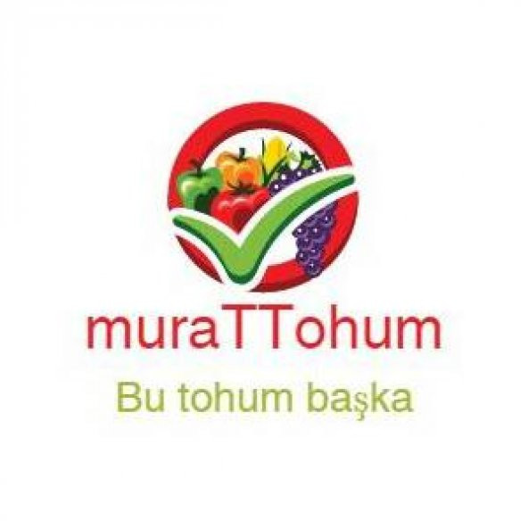 Vapur Dumanı Çiçeği Tohumu Mavi Vapur Dumanı 10 Tohum +Hediye Toh - 5