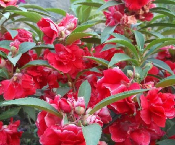 Karışık Kına Çiçeği Tohumu Çiçek Tohumu 10 Tohum+Saksı+Topra - Resim 3