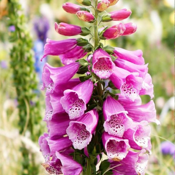 Karışık Yüksük Otu Çiçeği Tohumu 10 Tohum+Saksı+Toprak +Hediye To - Resim 2