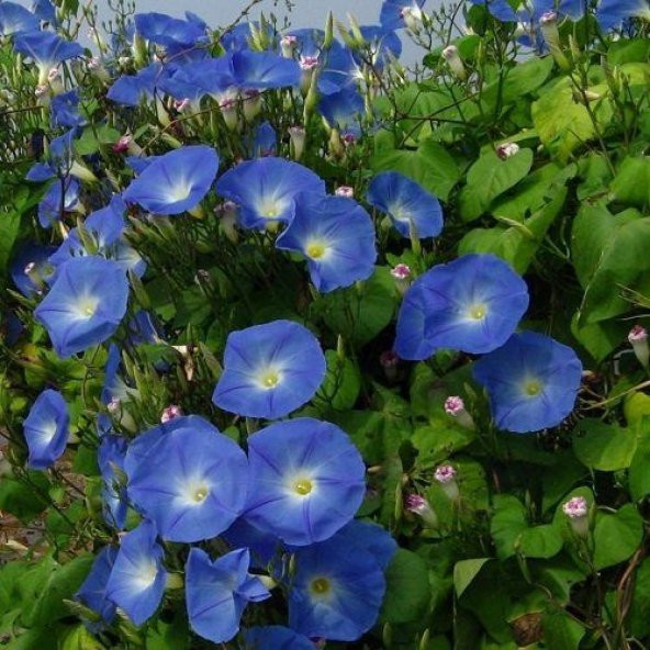 İthal Sarmaşık Gündüz güzeli Çiçeği Tohumu 10 Tohum + Heditye Toh - Resim 3